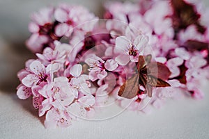 Spring border or background art with pink blossom. Beautiful nature scene with almond tree flowers indoors. Springtime