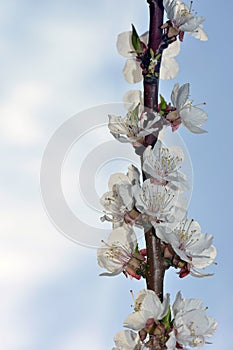 Spring border or background art with pink blossom. Beautiful nature scene with blooming tree and sun flare