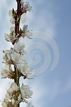 Spring border or background art with pink blossom. Beautiful nature scene with blooming tree and sun flare