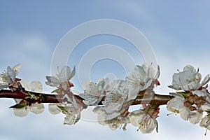 Spring border or background art with pink blossom. Beautiful nature scene with blooming tree and sun flare