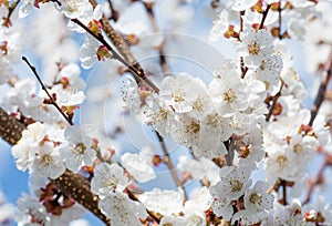 Spring border or background art with pink blossom. Beautiful nature scene with blooming tree and sun flare. Easter Sunny