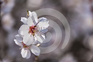 Spring border or background art with pink blossom. Beautiful nature scene with blooming tree and sun flare. Easter Sunny