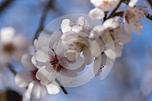 Spring border or background art with pink blossom. Beautiful nature scene with blooming tree and sun flare. Easter Sunny