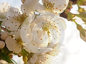 Spring border or background art with pink blossom. Beautiful nature scene with blooming tree and sun flare. Easter Sunny day.