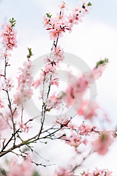 Spring border or background art with pink blossom. Beautiful nature scene with blooming tree and sun flare. Easter Sunny day.