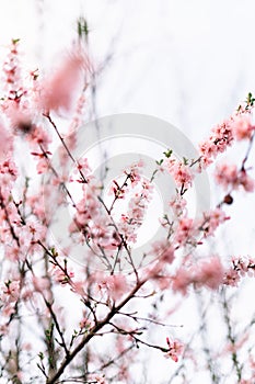 Spring border or background art with pink blossom. Beautiful nature scene with blooming tree and sun flare. Easter Sunny day.