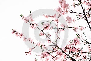 Spring border or background art with pink blossom. Beautiful nature scene with blooming tree and sun flare. Easter Sunny day.