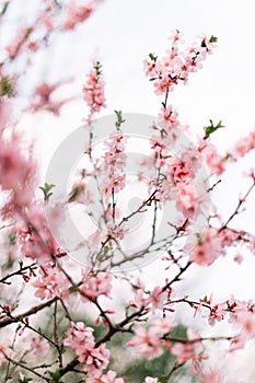 Spring border or background art with pink blossom. Beautiful nature scene with blooming tree and sun flare. Easter Sunny day.