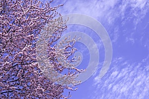Spring border, background art with pink blossom. Blooming blossom sakura tree over blue sunny sky bokeh. Easter sunny