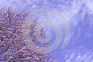 Spring border, background art with pink blossom. Blooming blossom sakura tree over blue sunny sky bokeh. Easter sunny