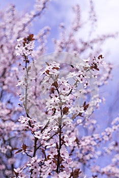 Spring border, background art with pink blossom. Blooming blossom sakura tree over blue sunny sky bokeh. Easter sunny