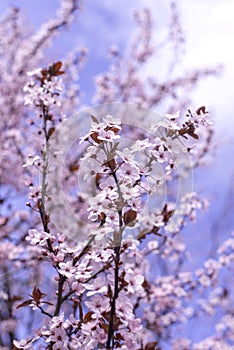 Spring border, background art with pink blossom. Blooming blossom sakura tree over blue sunny sky bokeh. Easter sunny