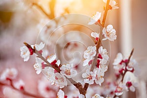 Spring border or background art with pink blossoms. Nature scene with blooming apricot tree