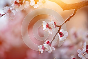 Spring border or background art with pink blossoms. Nature scene with blooming apricot tree