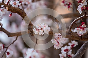 Spring border or background art with pink blossoms. Nature scene with blooming apricot tree