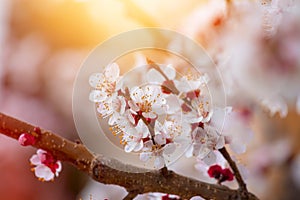 Spring border or background art with pink blossoms. Nature scene with blooming apricot tree