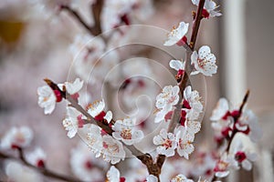 Spring border or background art with pink blossoms. Nature scene with blooming apricot tree