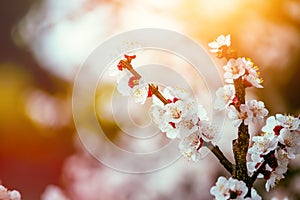 Spring border or background art with pink blossoms. Nature scene with blooming apricot tree