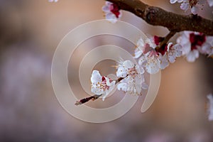 Spring border or background art with pink blossoms. Nature scene with blooming apricot tree