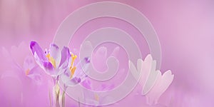 Spring border or background art with violet blossom. Beautiful nature scene with blooming tree and sun flare. Easter Sunny day.