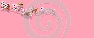 Spring border background, flat lay sakura flower isolated on pink background.