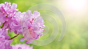 Spring border background with rhododendron flowers, colorised image with sun flare