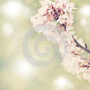 Spring border background with white blossom, colorised image with sun flare photo