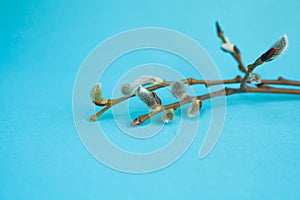 Spring border card with seasonal blooming twig on blue background