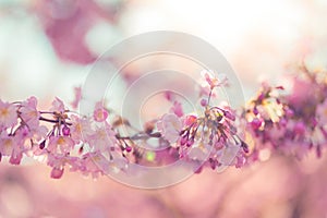 Spring border closeup art with pink blossom. Beautiful nature blooming tree and sun flare. Sunny day, wonderful springtime