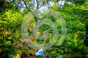 Spring of the Bosna River