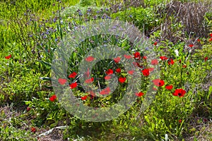 Spring botanical background with red flowers