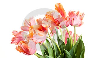 Spring bouquet of Amazing parrot tulips isolated over white background. Floral background. Beautiful tulips.