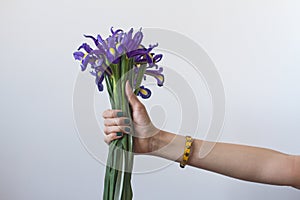 Spring bouquet of beautiful violet freshly cut flowers irises in a female hand with manicure on a white background.