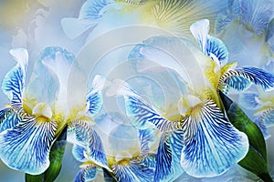 Spring bouquet of blue irises flowers on a sunny white-blue background. Close-up.Greeting card.
