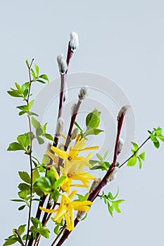 Spring Bouquet of bright yellow flowers forsythia and pussy willow branches. Natural spring background