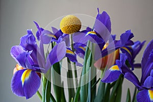 Spring bouquet detail with blue irises