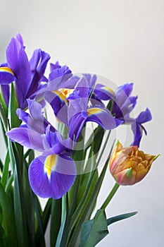 Spring bouquet detail with irises and tulip