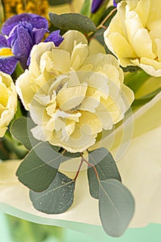 Spring bouquet of flowers. Irises, tulips, mimosa and eucalyptus. Yellow and blue flower. Bud close-up. Floral