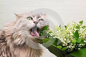 Spring bouquet of fresh flowers and curious kitty. Lovely kitten. the cat is trying to eat flowers from a small vase.