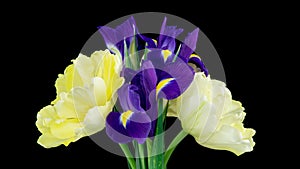 Spring bouquet of Irises, tulips rotates. Yellow and blue flower. Bud close-up. Floral background. Purple iris, white