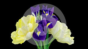 Spring bouquet of Irises, tulips rotates. Yellow and blue flower. Bud close-up. Floral background. Purple iris, white