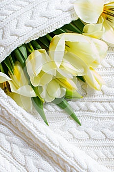 A spring bouquet of tulips on a white knitted background.