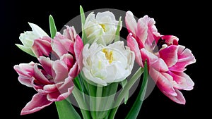 Spring bouquet of tulips. White and pink flower. Bud close-up. Floral background. Double tulips. Amazing colourful