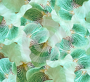 Spring bouquet of turquoise irises flowers on a sunny white-turquoise background. Close-up.Greeting card. Nature.