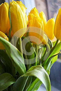 Spring bouquet of yellow tulips with green stems, standing near the window