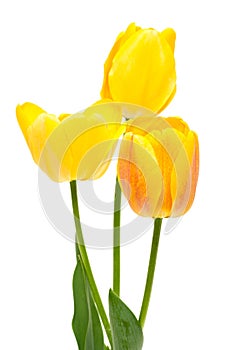 Spring bouquet of yellow tulips