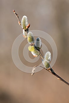 Spring branch
