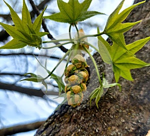 Spring branch of  American storax  in the maple family