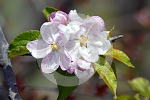 Spring Branch Apple Blossoms