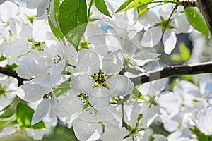 In the spring, a branch of an apple tree blossomed. Blooming apple tree. White flowers of an apple tree